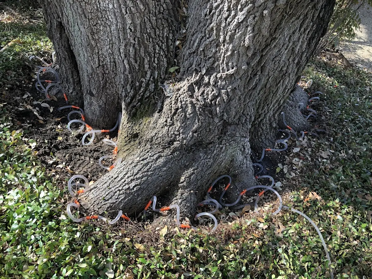 Detailed Tree Cabling and Bracing job site in Redstone