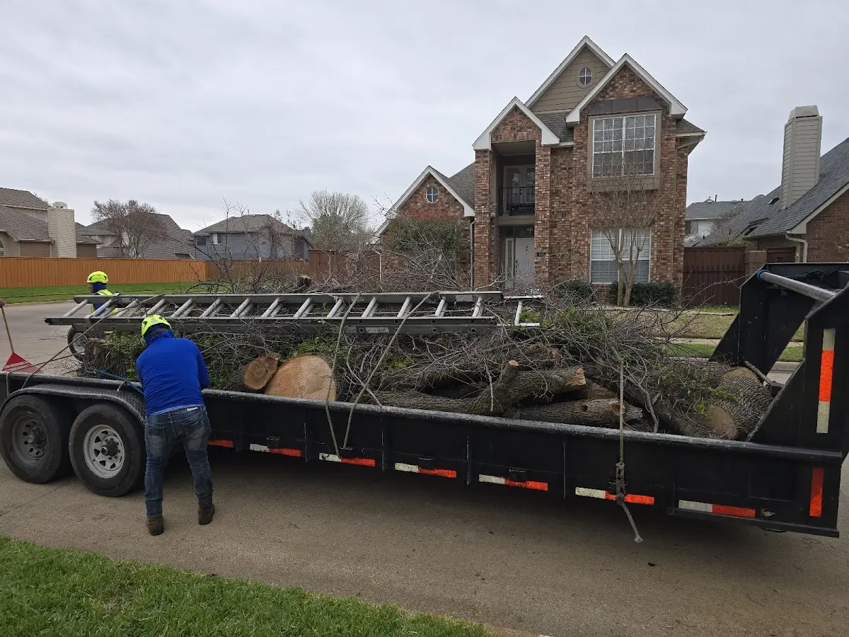 Expert Tree Removal with proper safety equipment in Redstone